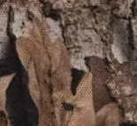 Realtree® Skeena Raincoat Women's - Realtree APX™ Camo